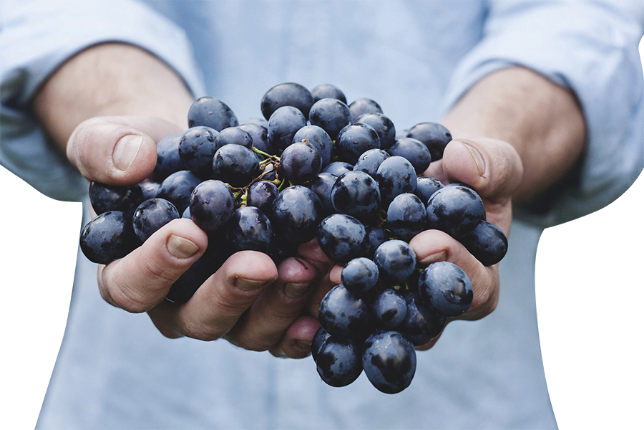 Black Grapes in Hands - smaller@2x tithe and offerings image
